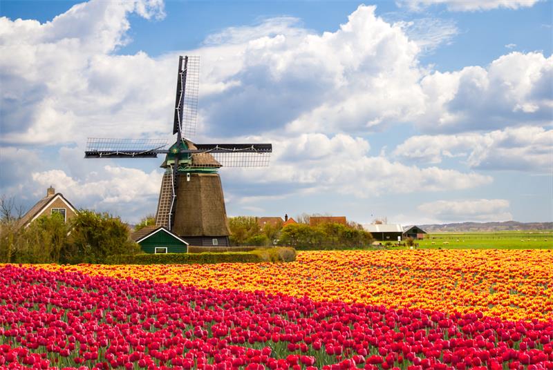 Tulips field in the Netherlands