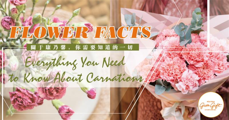 Flower Facts: Everything You Need to Know About Carnations